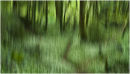10 - Path through ramsons