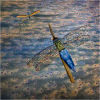 #12 Dragonflies - partial transition of insects from water to land/air (flight)