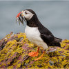 Puffin with sandeels in the rain
