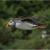 Puffin attempting to land in stormy conditions (note horizontal raindrops)