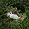 Puffin in stormy conditions