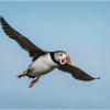 Puffin with sandeels