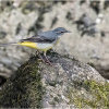 Grey wagtail on River Plym