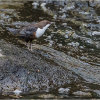 Dipper with food on River Plym