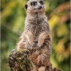 Meerkat on lookout