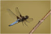 Broad bodied chaser in flight