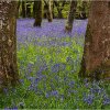 Bluebell wood - Lanhydrock
