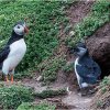 Adult puffin with puffling