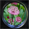 Astrantia flowers