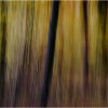 Autumn impressions - Beechwood 3