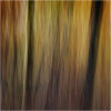 Autumn impressions - Flames of colour