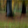 Autumn impressions - Beechwood 1
