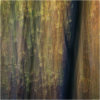 Beechwood - Detailed impressions