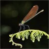 Beautiful Demoiselle (female)