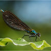 Beautiful Demoiselle (male)