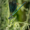 Beautiful Demoiselle (male)