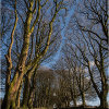 Beech Avenue - The road less travelled