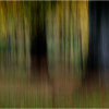 Autumn impressions - Beechwood 2