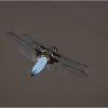 Broad bodied chaser in flight