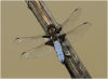 Broad bodied chaser