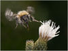 Bumble bee in flight