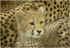 Cheetah cub
