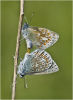Common blue mating