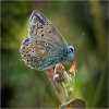 Common Blue