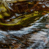 Autumn colours in the River Plym