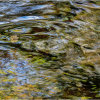 Autumn colours in the River Plym