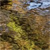 Autumn colours in the River Plym
