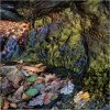 Autumn colours in the River Plym