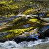 Autumn colours in the River Plym