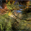 Autumn colours in the River Plym