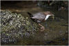 Dipper collecting nest material
