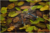 Emperor dragonfly attacking and immersing another male