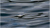 Featherlite - Brief tranquility off Skomer Island