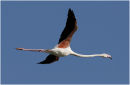 Flying flamingo - Camargue