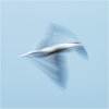 Gull impressions #3