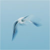 Gull impressions #6