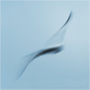 Gull impressions #1