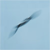 Gull impressions #2