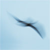 Gull impressions #4