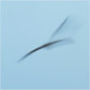 Gull impressions #5