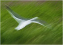 Flight