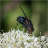 Fly feeding on Cow parsnip