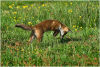 Fox pouncing