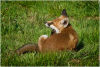 Fox scratching