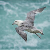 Fulmar hovering in strong winds