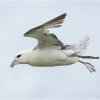 Fulmar in strong winds